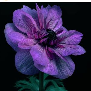 Meet your Posher, Carrie